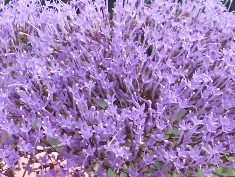 Trachelium caeruleum / Trachelio coltivato